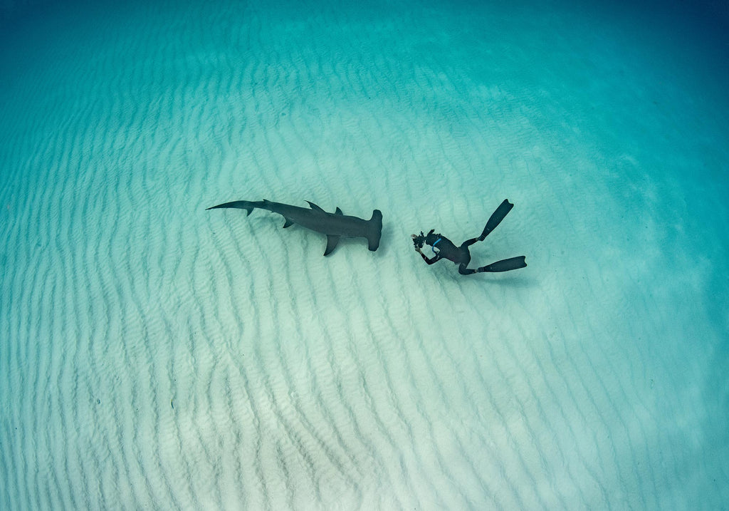 Jillian Morris-Brake 🦈🇧🇸💙 on Instagram: Shark Smile #greathammerhead  #hammerhead #sharkdive #bimini #itsbetterinthebahamas #sharks #sharkdiving  #bahamassharks #savesharks #underwaterphotography #underwaterphoto #uwphoto  #freediving
