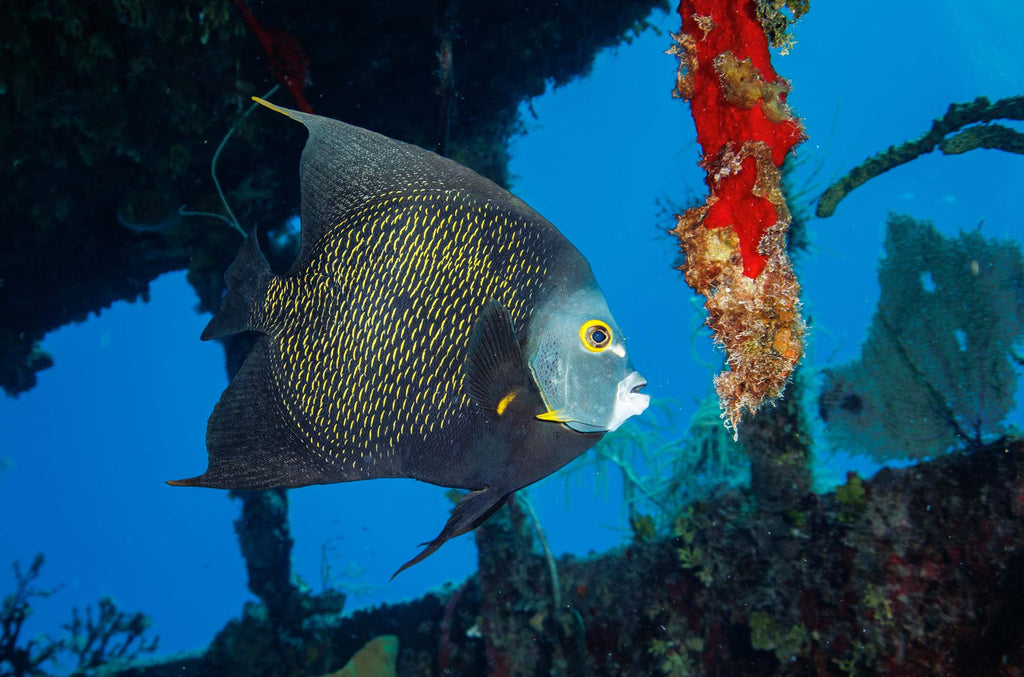 French Angel copyright John Brigham Ikelite Underwater Housings