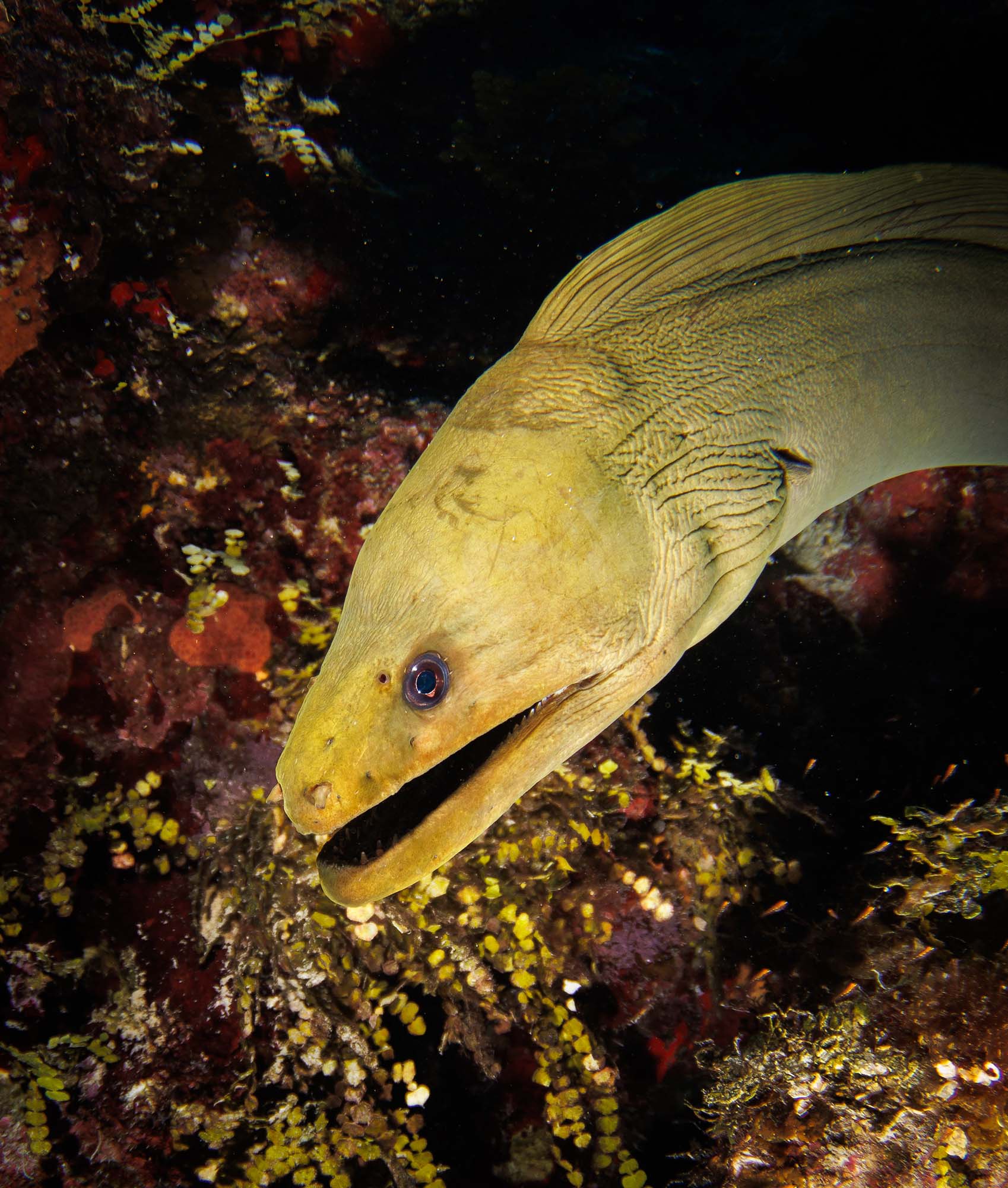 Green Moray Eel copyright John Brigham Ikelite Underwater Housings