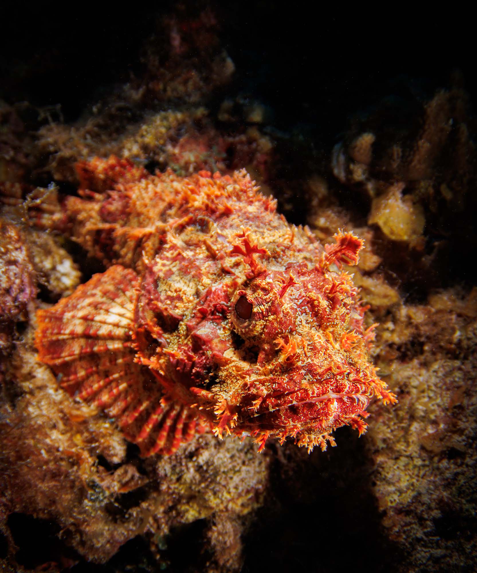 Scorpionfish copyright John Brigham Ikelite Underwater Housings