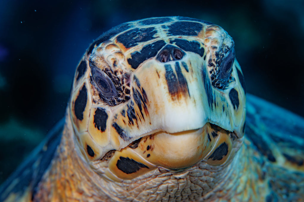 Turtle Closeup copyright John Brigham Ikelite Underwater Housings
