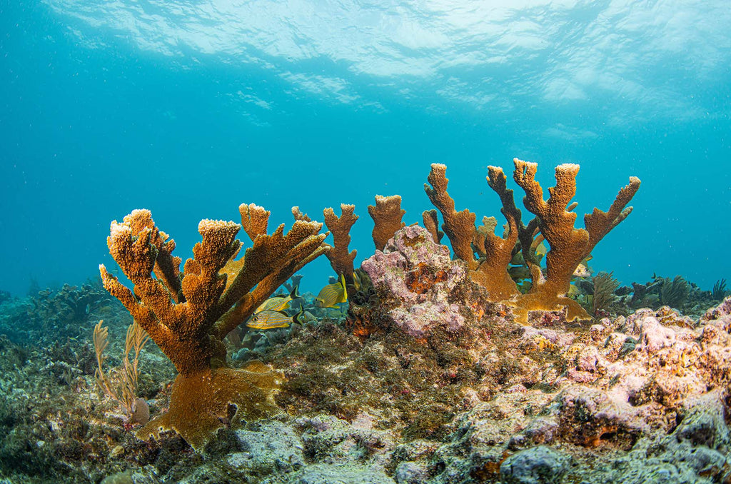 reefscape by jonathan miller taken with sony a7r iv inside an ikelite housing