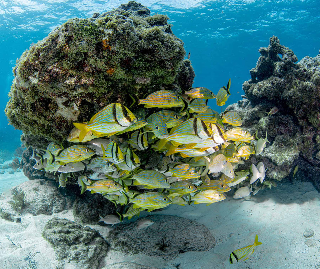 school of fish by jonathan miller taken with sony a7r iv inside an ikelite housing