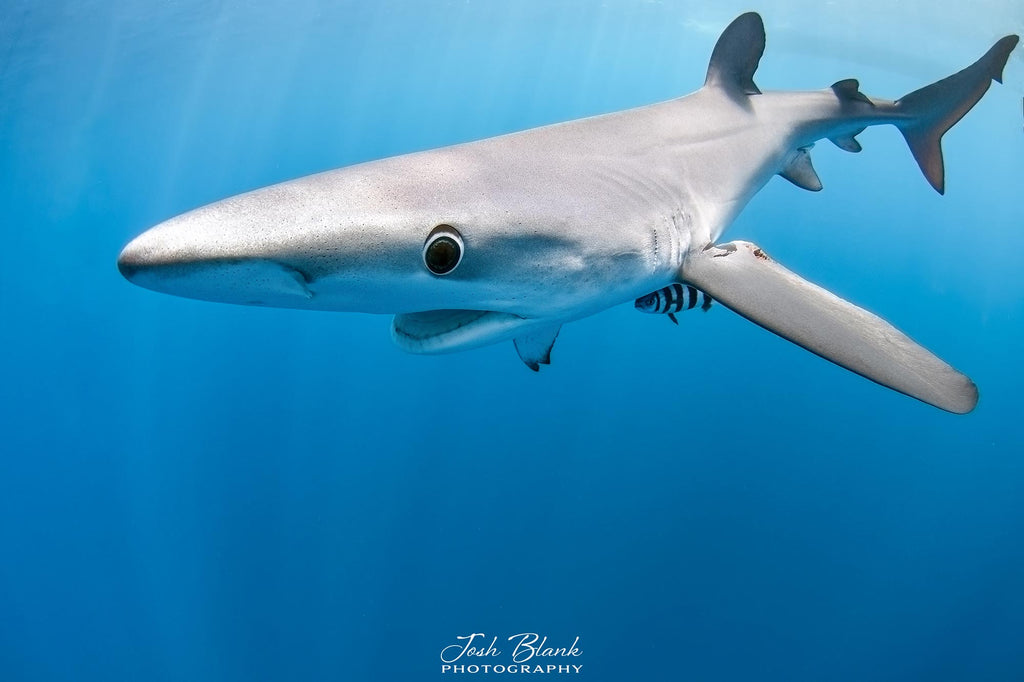 Josh Blank Blue Shark