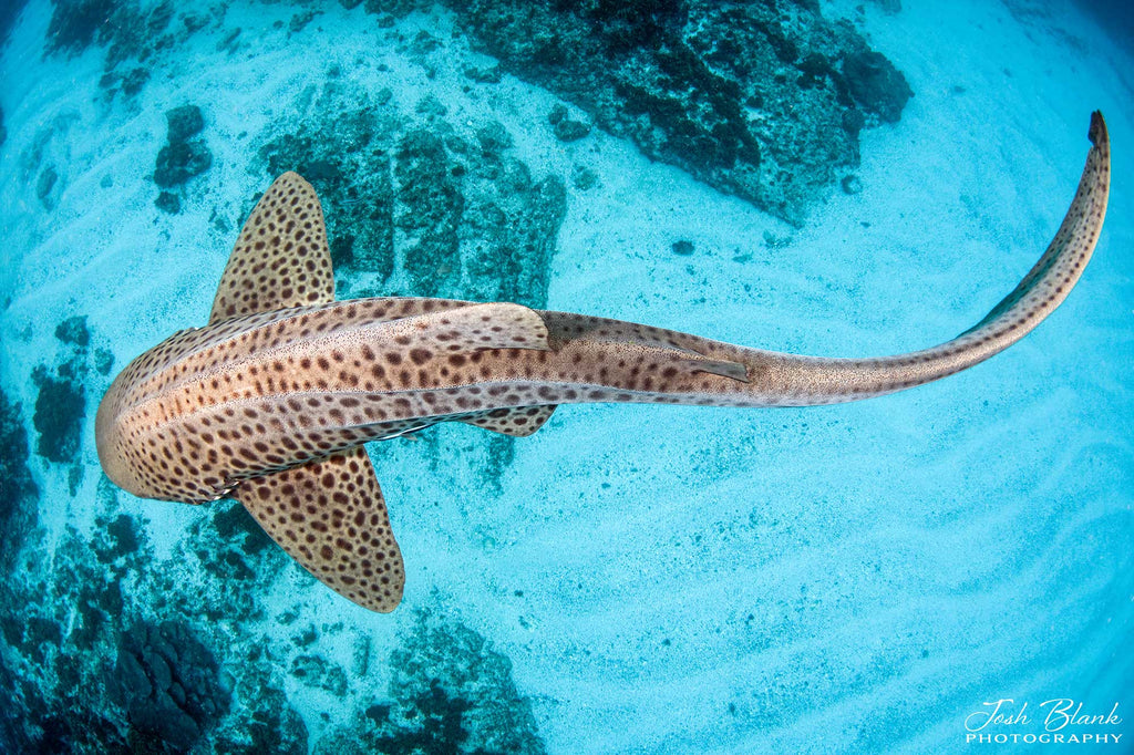 Josh Blank Leopard Shark