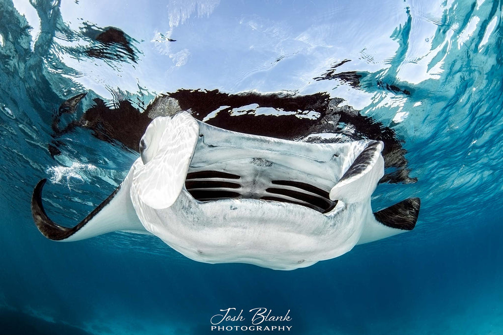 Josh Blank Reef Manta