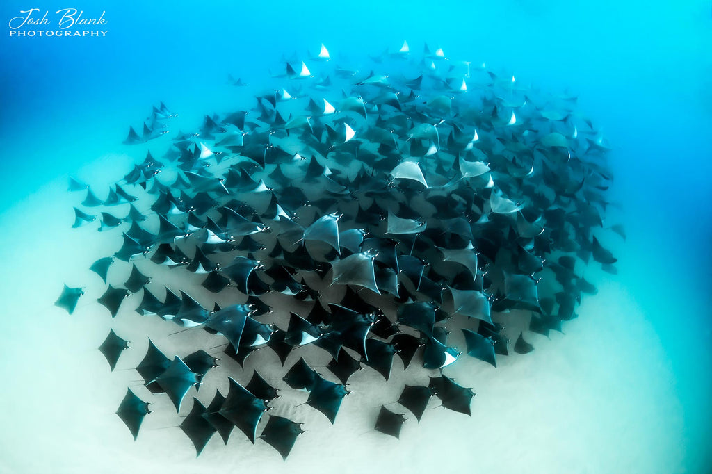 Josh Blank Mobula Rays