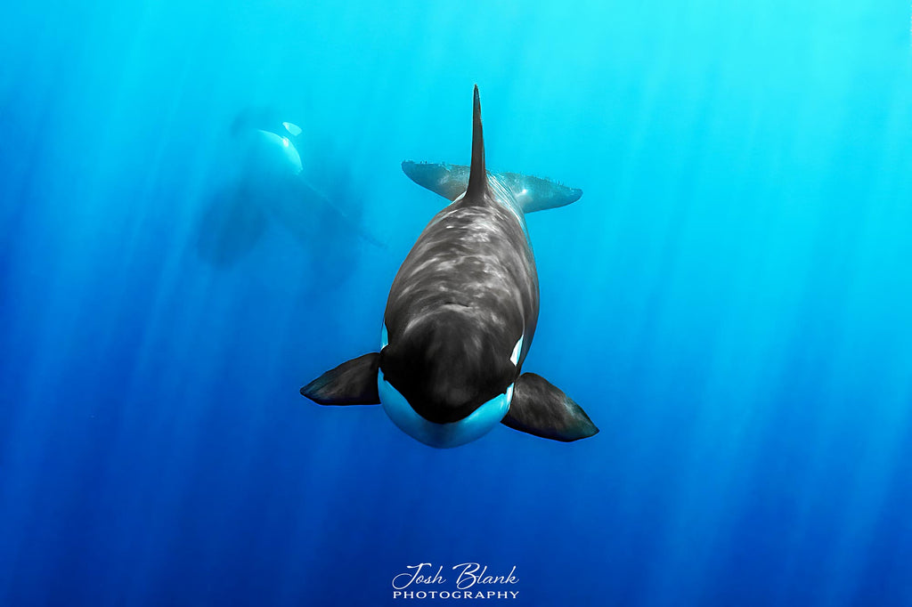 Josh Blank Orcas