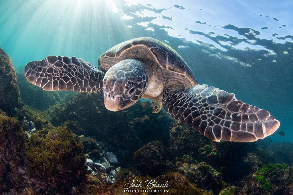 Josh Blank Green Sea Turtle
