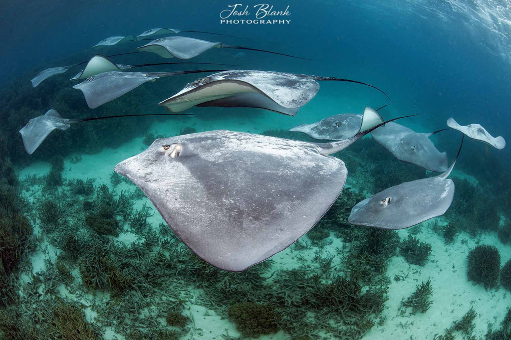 Pink Whip Rays Copyright Josh Blank Ikelite Underwater Housing Nikon Z8