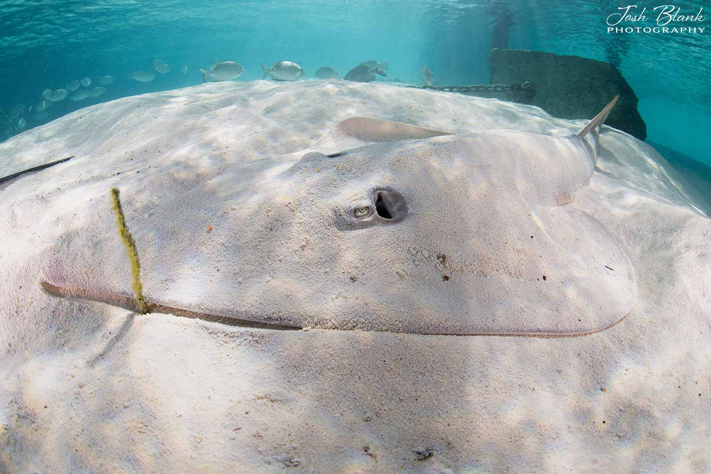 Shovel Nose Ray Copyright Josh Blank Ikelite Underwater Housing Nikon Z8