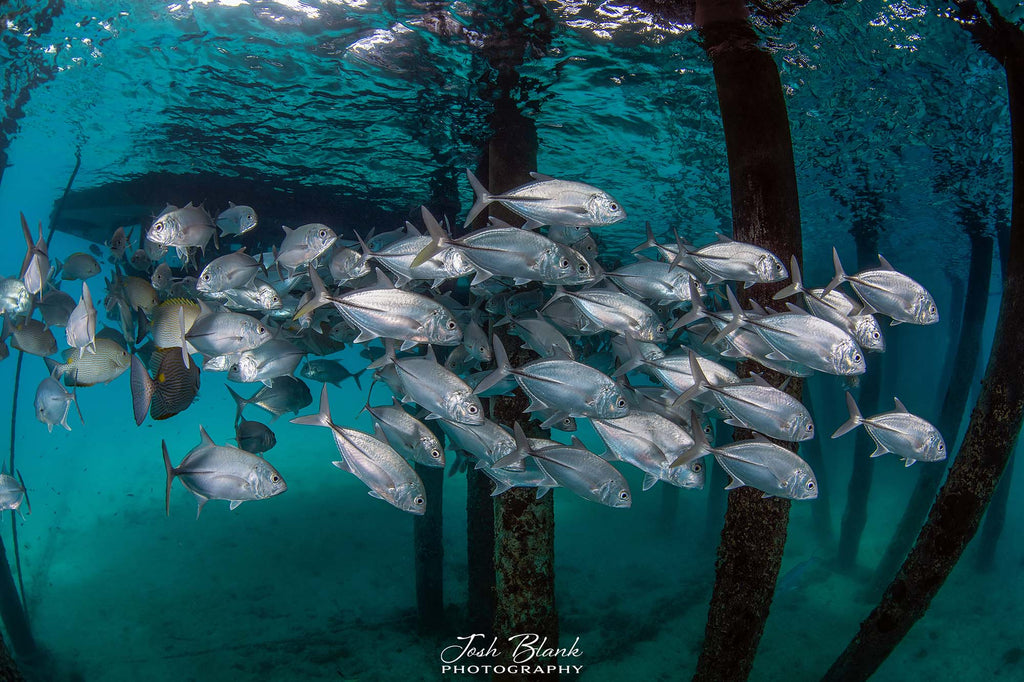 Trevally Copyright Josh Blank Ikelite Underwater Housing Nikon Z8