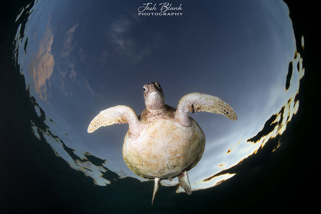 Turtles Copyright Josh Blank Ikelite Underwater Housing Nikon Z8