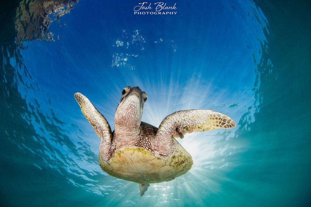 Turtles Copyright Josh Blank Ikelite Underwater Housing Nikon Z8