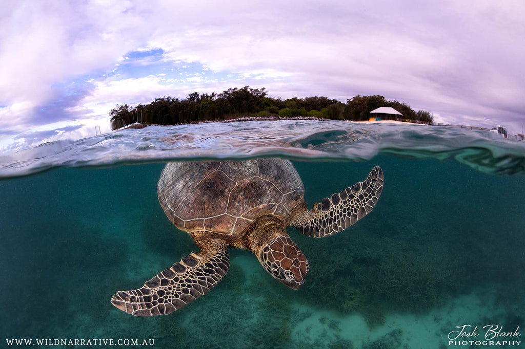 Turtle at Surface Copyright Josh Blank Ikelite Underwater Housing Nikon Z8