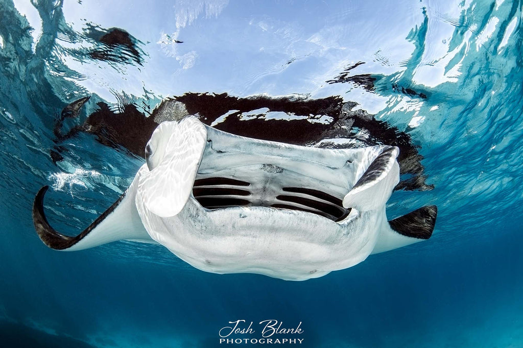 manta ray by josh blank using a nikon camera inside an ikelite underwater housing