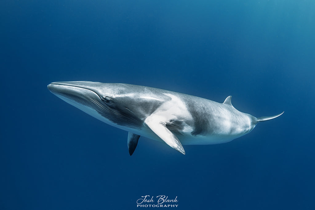 minke whale by josh blank taken with ikelite underwater housing and a nikon camera