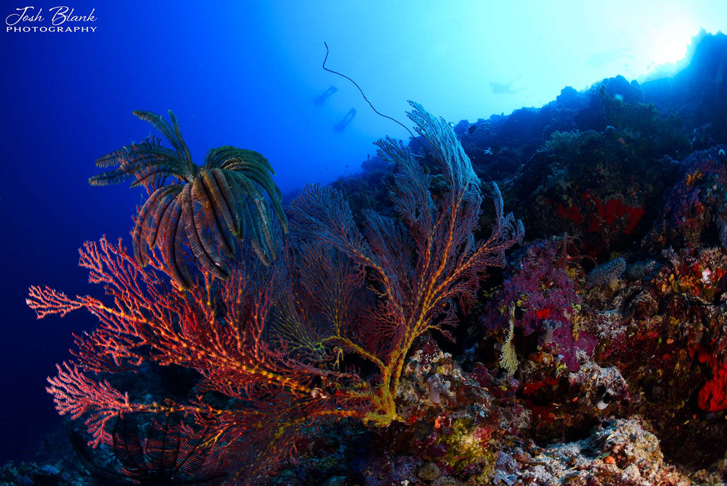 wall diving australia by josh blank using a nikon camera inside an ikelite underwater housing