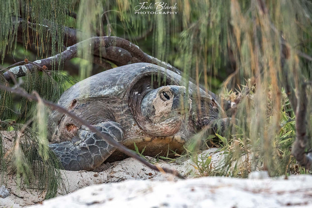 female turtle by josh blank using a nikon camera inside an ikelite underwater housing