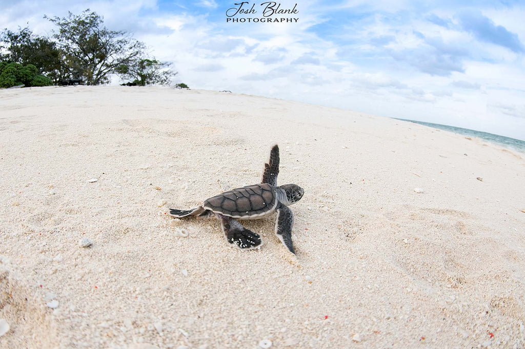 turtle hatchling by josh blank using a nikon camera inside an ikelite underwater housing