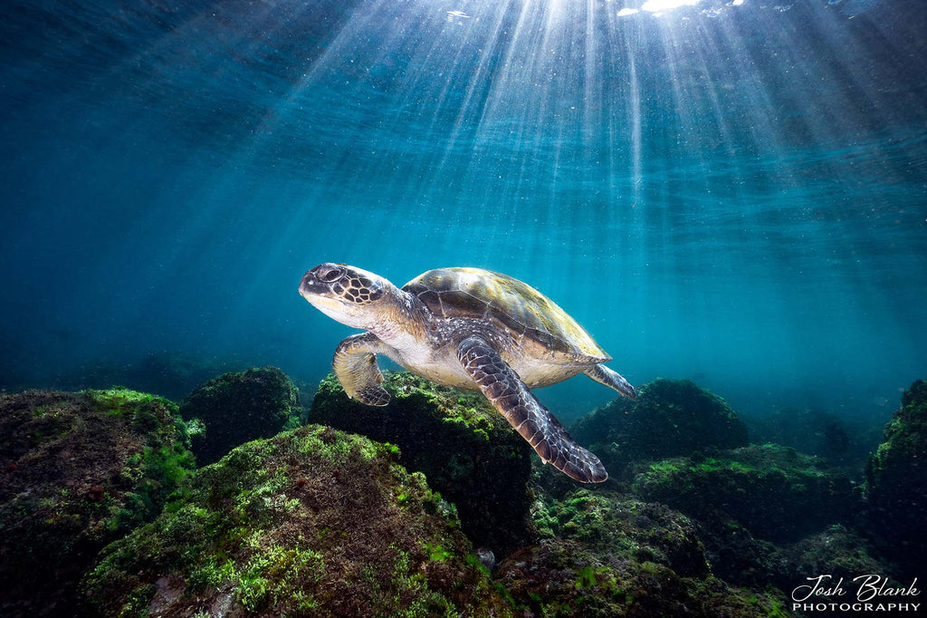 josh blank image of a turtle taken with the nikon z8 camera inside an ikelite underwater housing
