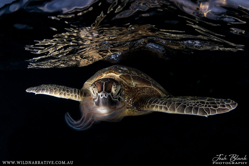 josh blank turtle eating jellyfish image taken with nikon z8 camera inside an ikelite underwater housing