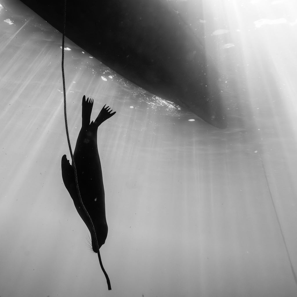 keith levit sea lion colony photo taken with ikelite underwater housing