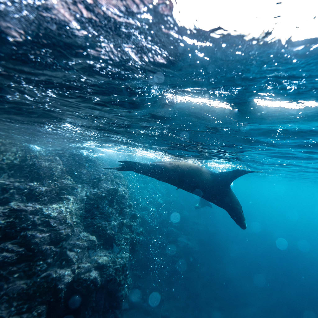 los islotes sea lion by keith levit taken with ikelite underwater housing