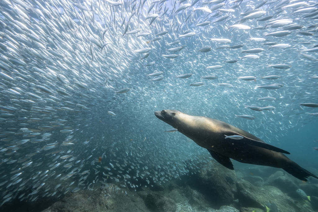 keith levit sea lion colony taken with ikelite underwater housing