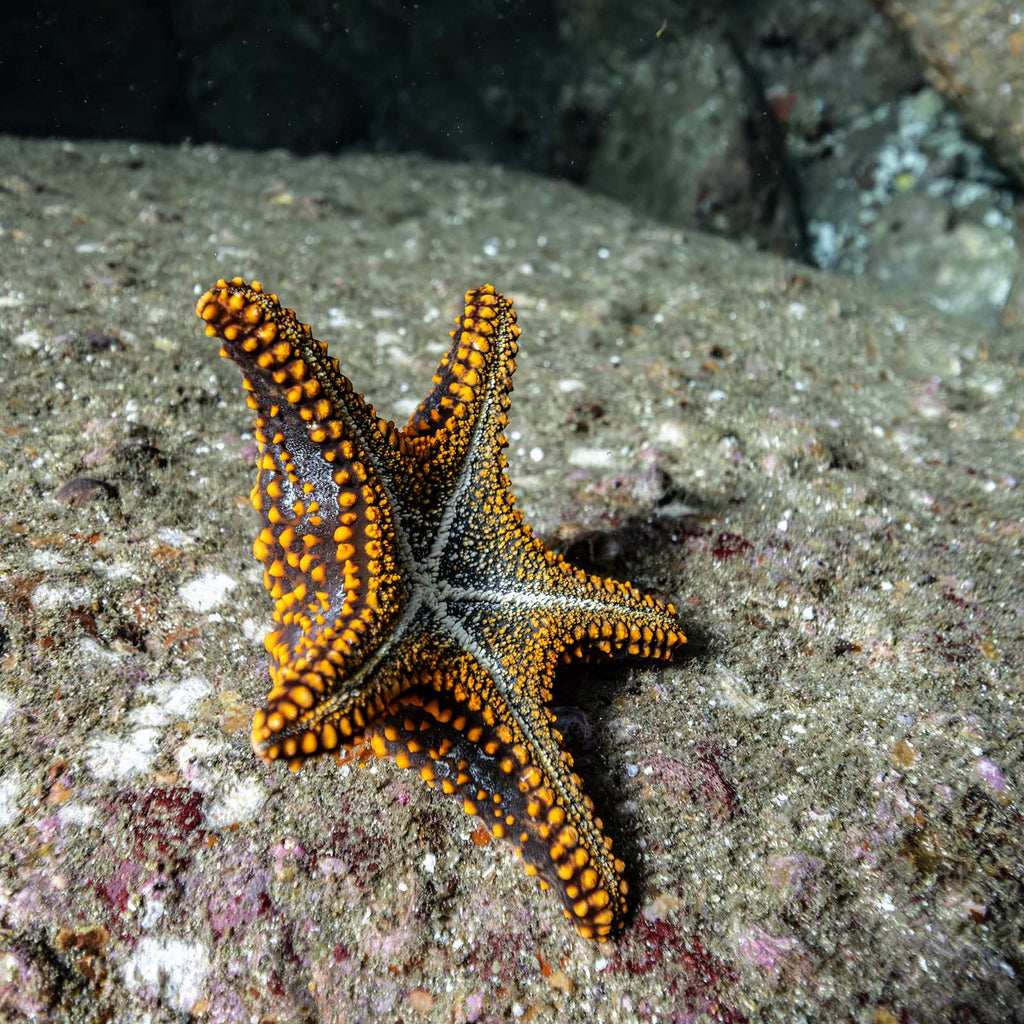 sea star taken by keith levit taken with ikelite underwater housing