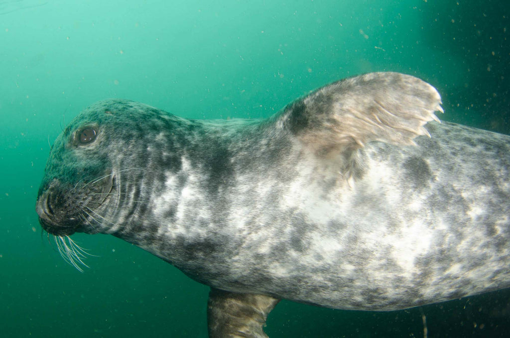 Grey Seal copyright Ken Byrne Ikelite Underwater Housing