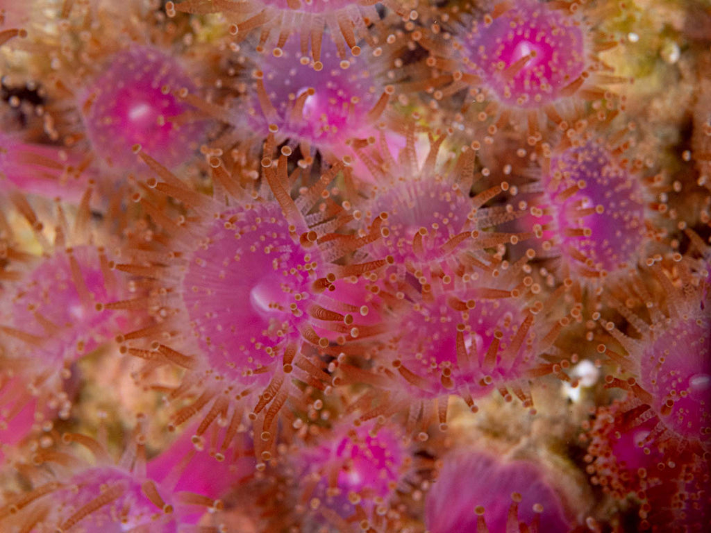 Jewel Anemones copyright Ken Byrne Ikelite Underwater Housing