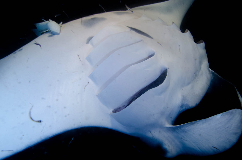 Night Manta copyright Ken Byrne Ikelite Underwater Housing