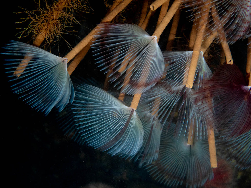 Peacock worm copyright Ken Byrne Ikelite Underwater Housing