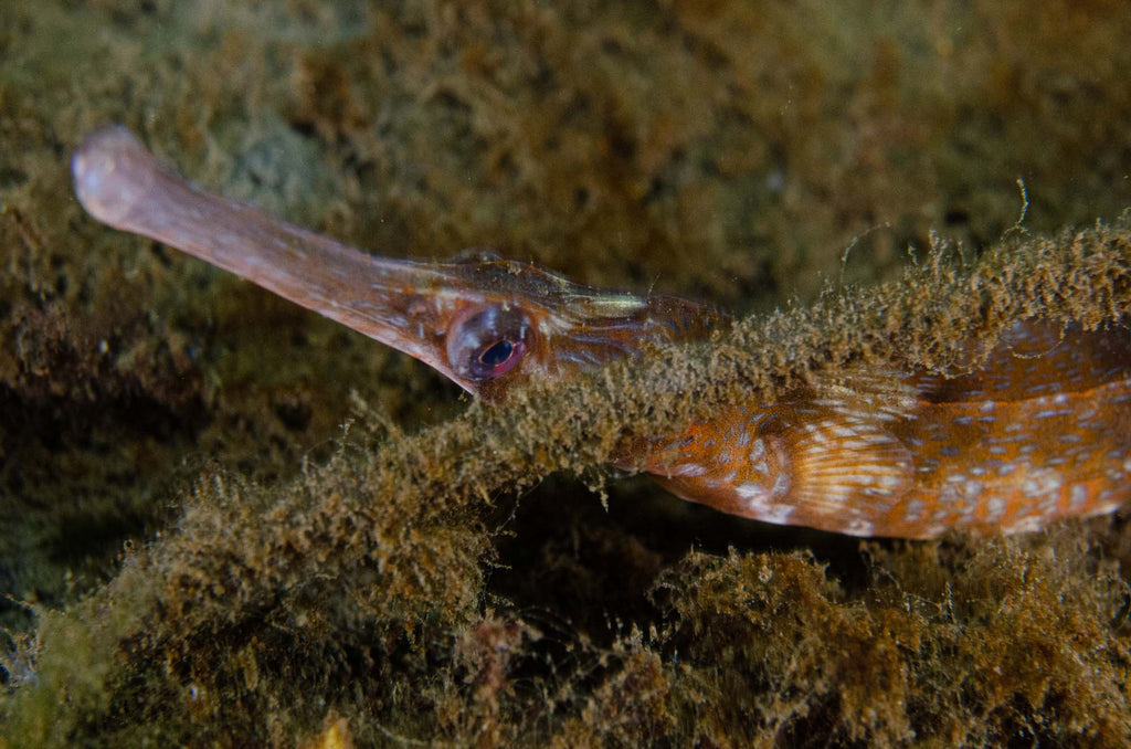 Pipefish copyright Ken Byrne Ikelite Underwater Housing