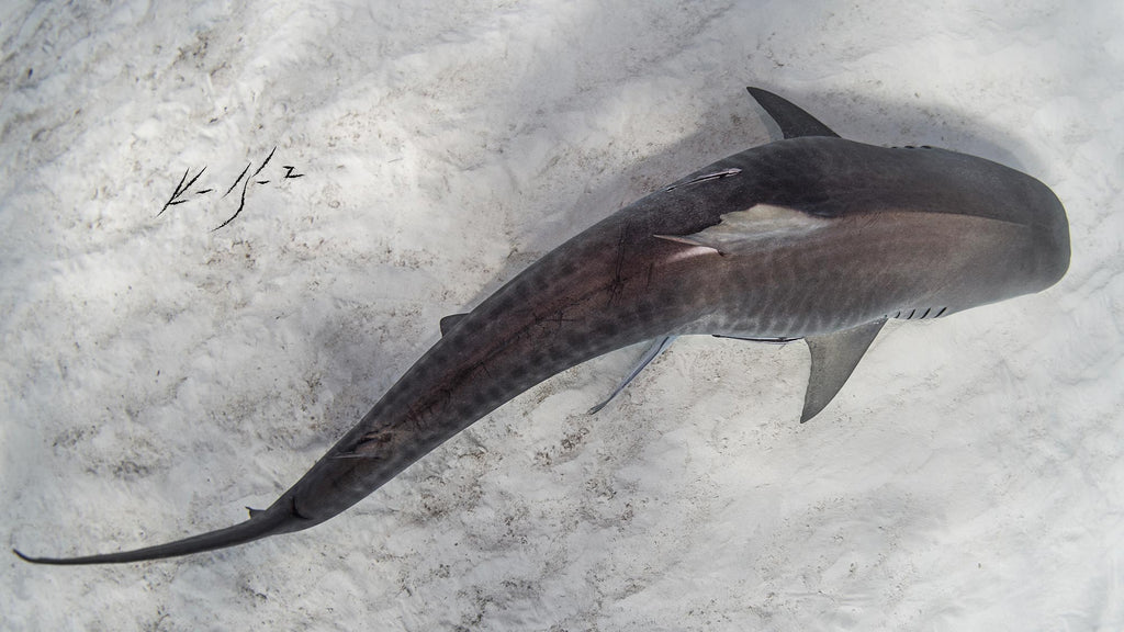 ken kiefer shark taken in bimini with an ikelite housing and strobes