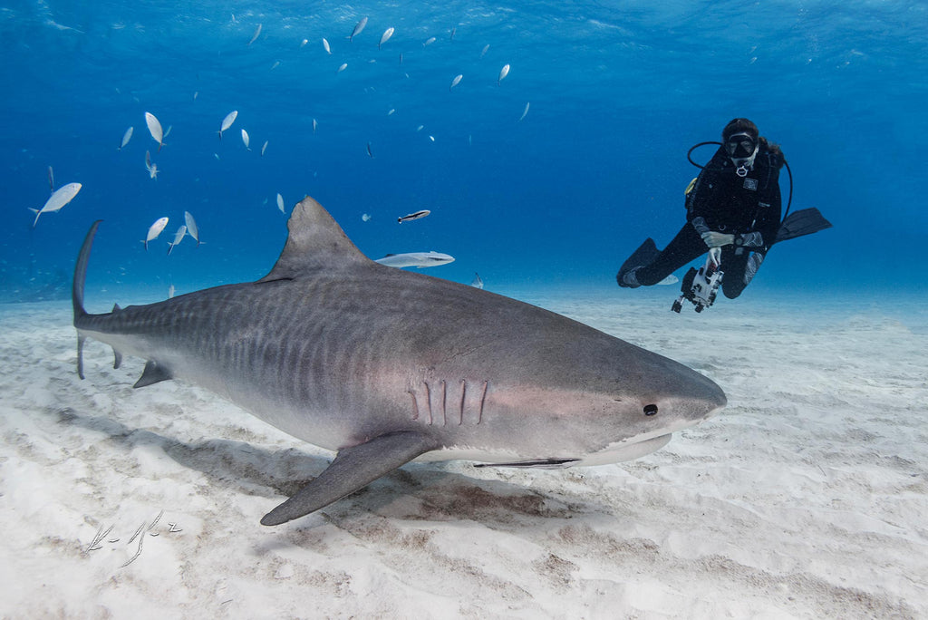 ken kiefer shark taken in bimini with an ikelite housing and strobes