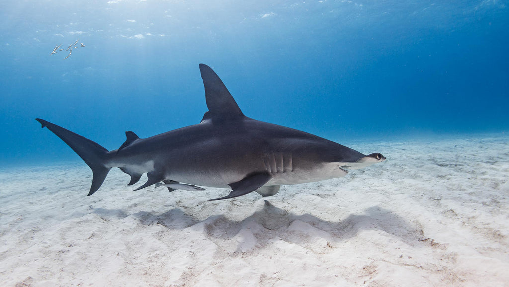 ken kiefer hammerhead shark taken in bimini with an ikelite housing and strobes