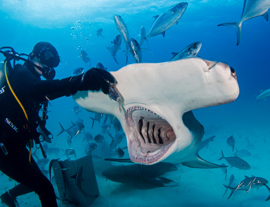 ken kiefer hammerhead shark taken in bimini with an ikelite housing and strobes