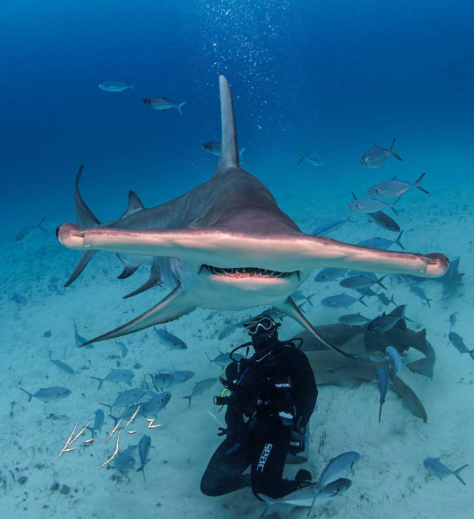 ken kiefer hammerhead shark in bimini taken with ikelite housing and strobes