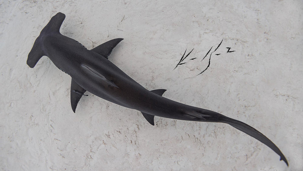 ken kiefer hammerhead shark image taken with ikelite housing and strobes in bimini