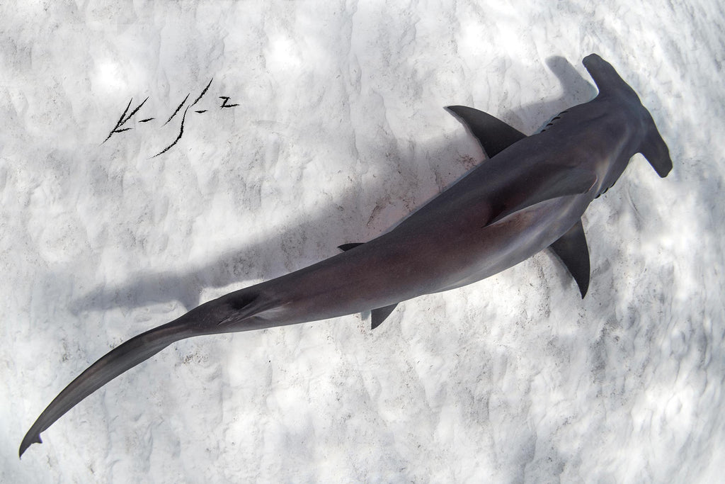 ken kiefer hammerhead shark taken in bimini with an ikelite housing and strobes