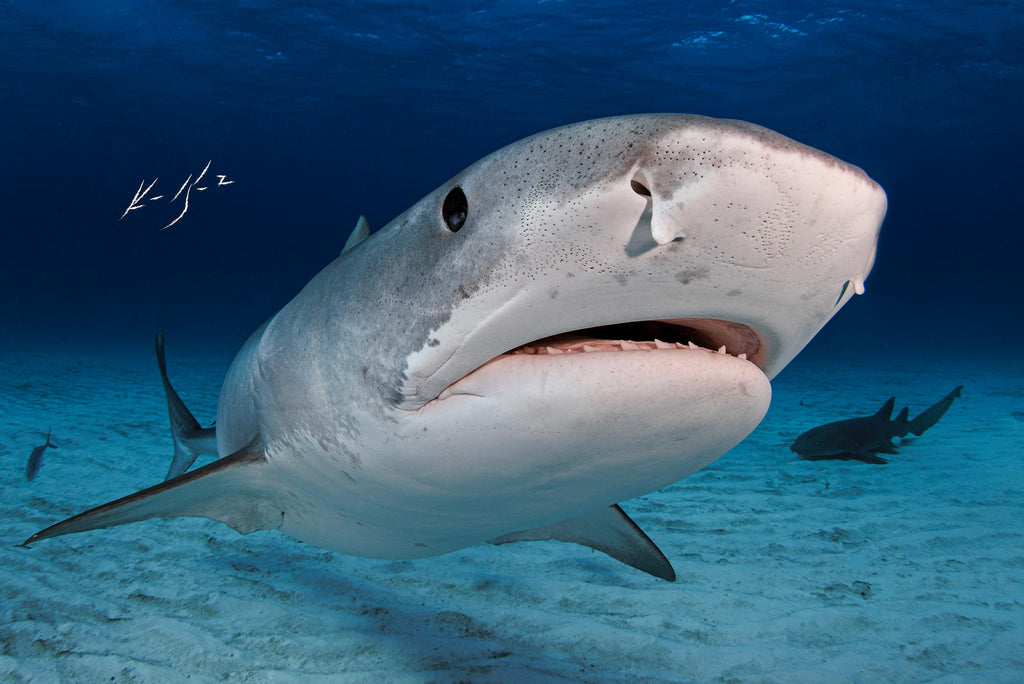 ikelite underwater system amabssador ken kiefer's image of a shark in bimini