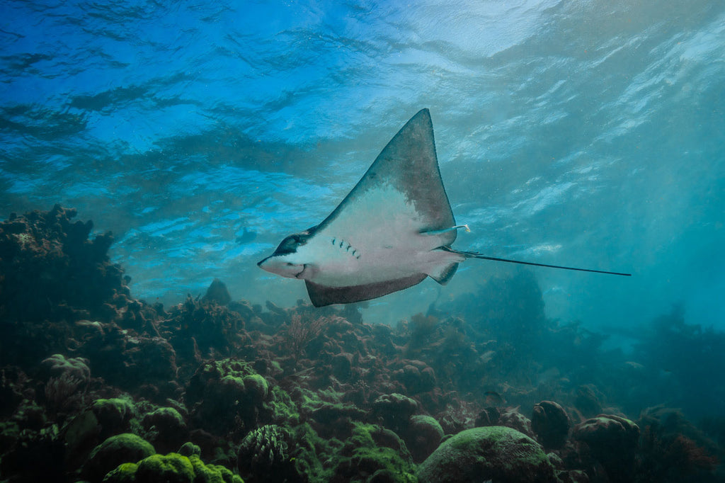 ray by kevin drew davis taken with nikon d850 inside an ikelite housing