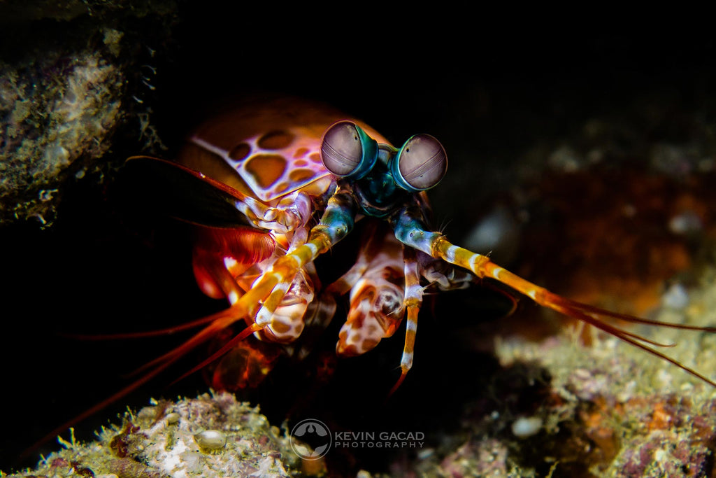 Kevin Gacad Mantis Shrimp