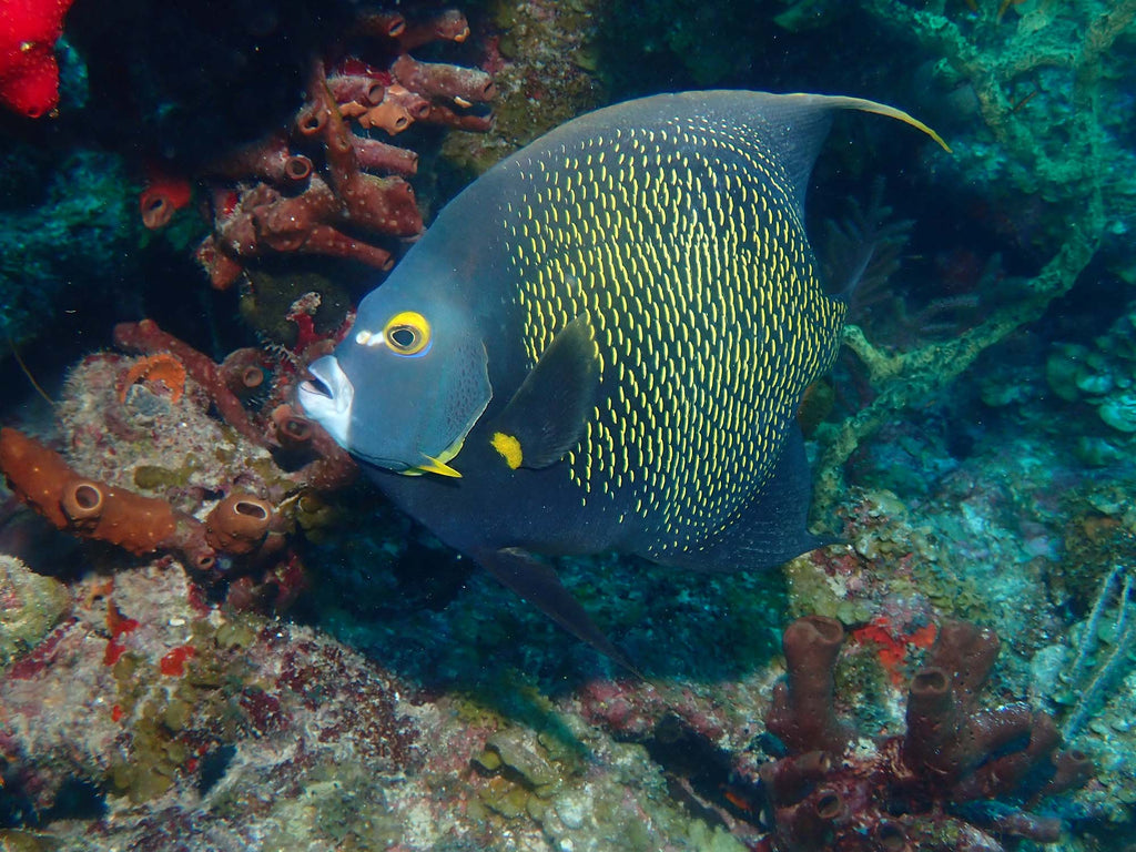 Angel Fish copyright Kevin Roby Ikelite Underwater Systems