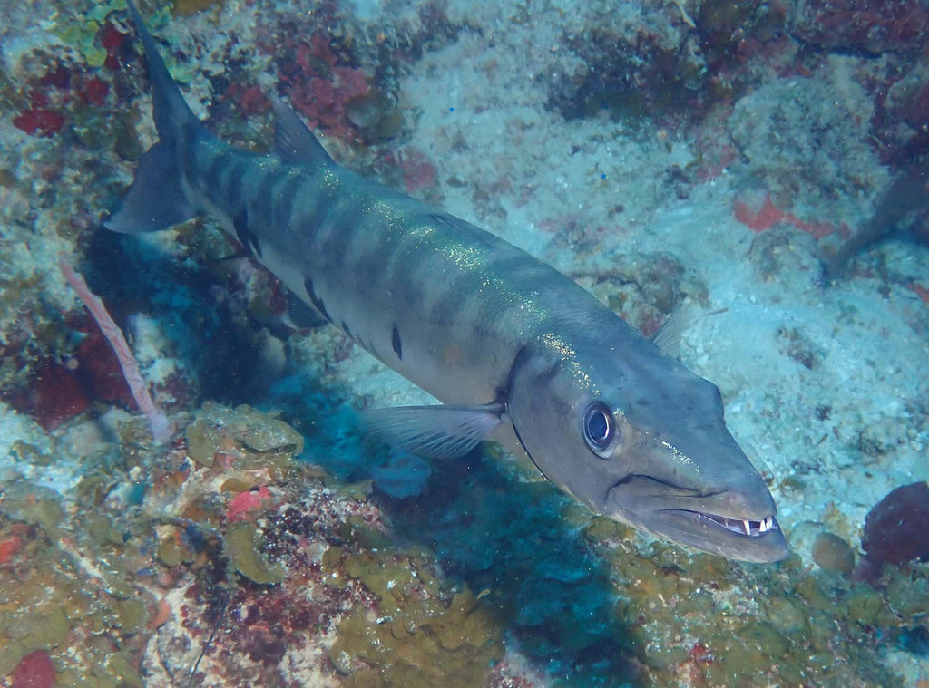 Barracuda copyright Kevin Roby Ikelite Underwater Systems