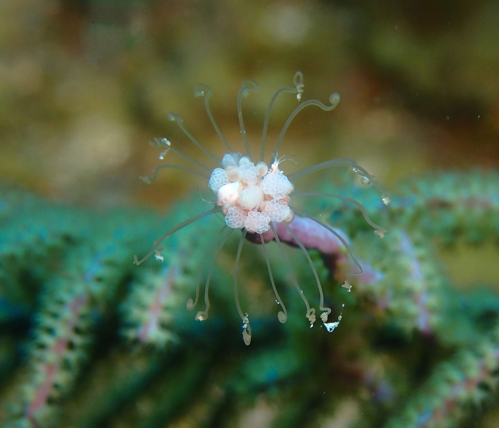 Coral copyright Kevin Roby Ikelite Underwater Systems