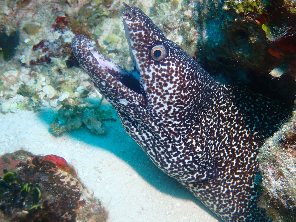 Eel copyright Kevin Roby Ikelite Underwater Systems