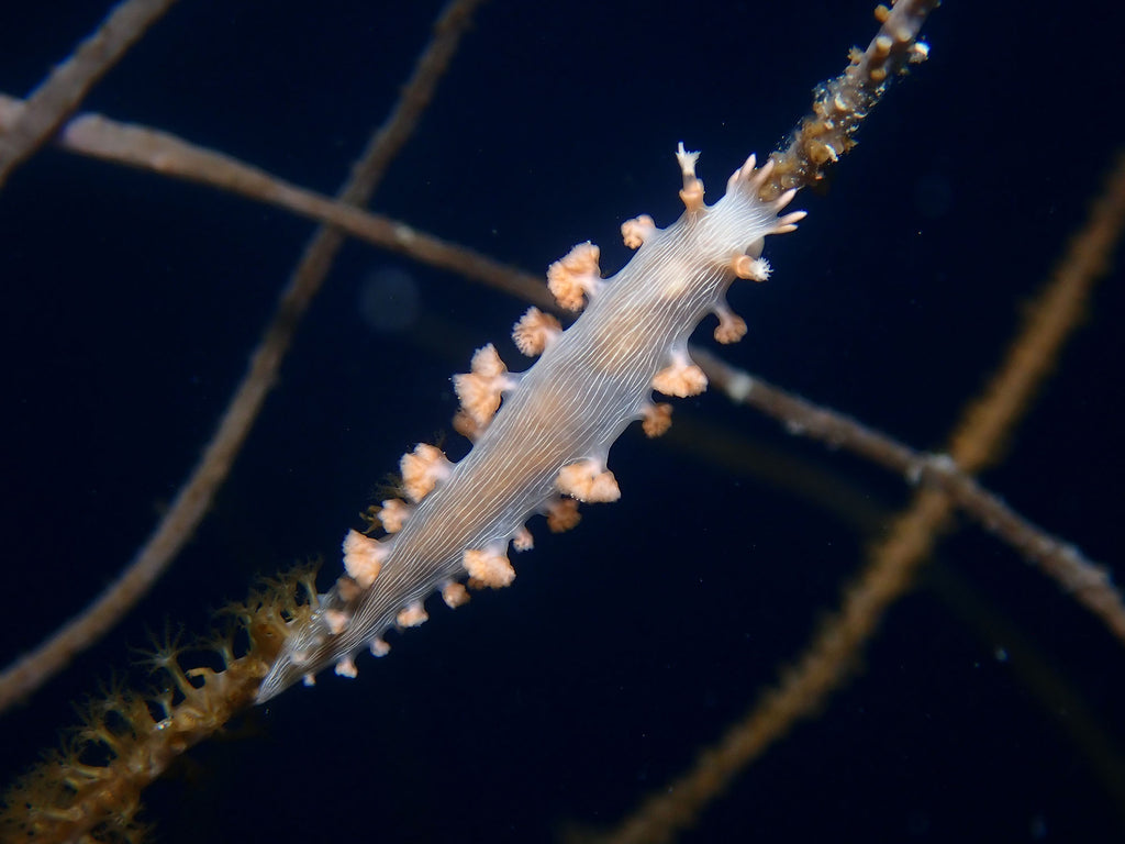 Nudibranch copyright Kevin Roby Ikelite Underwater Systems